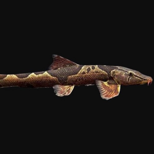 Homaloptera ocellata